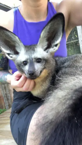 Plompy cuddles Finally made it around to making a tiktok this is Bartok the bat eared fox  #fox #animal #animals #fyp #foryou #animalsoftiktok #viral 