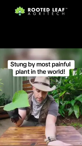 What its like to be stung by the most painful plant in the world! Video created by @Brave Wilderness  #nature #plants #plant #fertilizer #garden #gardening 
