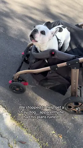 I thought we’d start the new year off by helping 2 neighbors find this dogs family... 🤦‍♀️ #rescue #dog #dogs #dogsoftiktok 