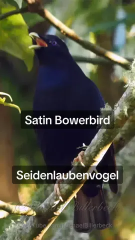 Satin Bowerbird (♂) Seidenlaubenvogel #bird #birds #birdsong #birdsounds #birdcall #birdsongs #birdsound🐦 #birdcalls #bowerbird #bowerbirds #laubenvogel #laubenvögel #seidenlaubenvogel #ptilonorhynchus #ptilonorhynchusviolaceus #aves #ptak #ptaki #oiseau #oiseaux #vogel #vögel #birdlove #birdlovers #birdlover🦜 #birding #birdsoftiktok🦜 #australianbirds #australia🇦🇺 #queensland 