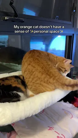 #orangecatbehavior #catsiblings #catenjoyers #fypage #lifevlogs 