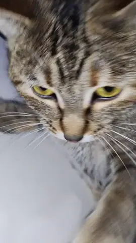 #cat #tabbycat #catsoftiktok 