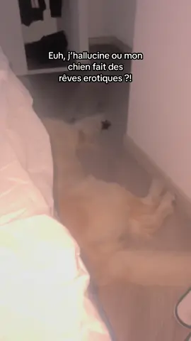 Je pleure 😭 #goldenretriever #fyp #foryou #pourtoi 