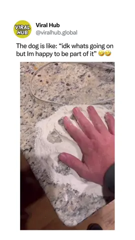 He has been initiated 🫡 Copyright / Credit: @Dan Sisson  #ViralHub #viral #fyp #trending #humor #dogs #dogfails #dogsoftiktok #funny #doghumor
