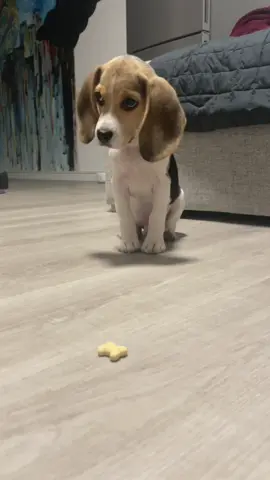 #staycommand #beagle #beaglepuppy #beagledog #doglover #dogpuppy #animal #3months #dogvideos #viral #fyp #perte #foryoy #foryoupage #viralvideo #viraltiktok @giuliarifu 