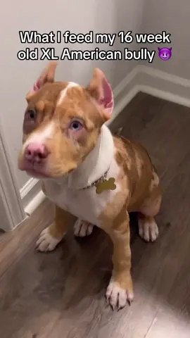 Upgrade your dogs boring kibble🫶🏽 #fyp #foryou #viral #dog #dogsoftiktok #cute #healthy #kibble #american #bully #americanbully #americanbullyofficial #americanbullylover #americanbullypuppy #americanbullys #xlbully #xlbullies #xlbullynation #dogfood #dogfoodrecipe #whattofeedmydog #dogeating #goodboy #raredog #raredogbreeds #healthydogfood #healthydog #healthydogtreats #healthydogtips #healthydogsarehappydogs #nickiminaj #everybody 