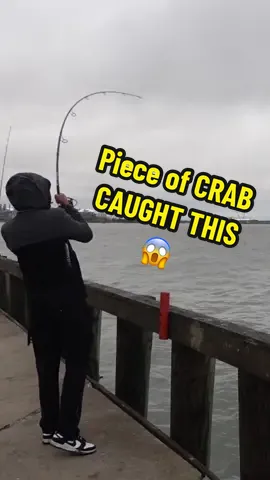Would you rather EAT Crab or use it as bait for fishing!?  #fishing #baits #crab #howto #fishinglifestyle🎣 #pierfish #gganglers 