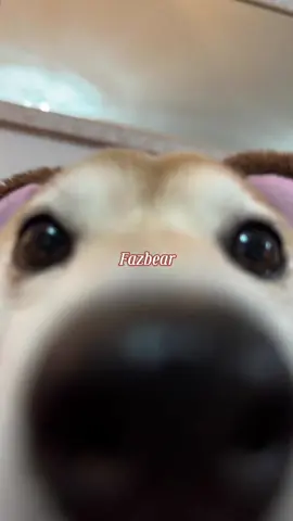 the doge gets one last chipi chipi before shes outta the game #chipichipichapachapadubidubidabadaba #ocholera #shibainu #doge 