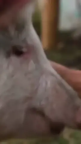 #animal #animals #pigs #pigsoftiktok 