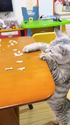 This meat is really delicious.#pet #cat #foryou #fyp 