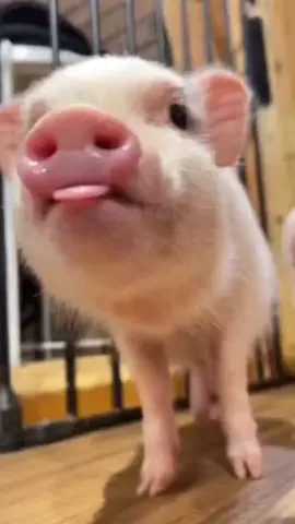 Tổng Hợp Những Video Triệu View#dog #heo #xuhuong #độngvật #hàihước #hàimoingay #CapCut 