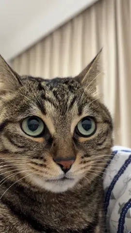 Motorcycle manual flameout#cat #fyp #catvideos #catsoftiktok #cute #funnycat 