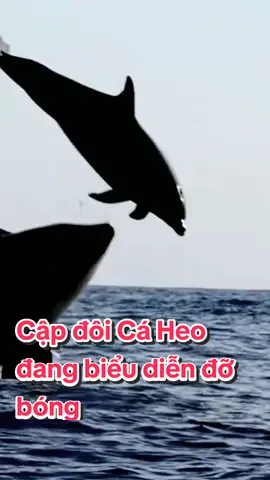 Loài cá  heo bắt mồi đang bay mà nó vẫn bắt được  #HelloVietnam #caughtout #cáncerdemamas #adayinmyfevlgo #phamkao12 #hellovietnam #suhuong #huongdu #tiktoksuhuong ,#huong #duhuongtikt #chuganhaytrenbrpga 