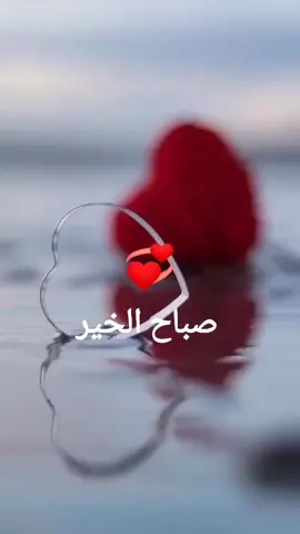 #صباح_الخيى_يا_مدلل     #حباحو_الورد  #صباح_الخير  #صباحكم_أحلى_صباح 
