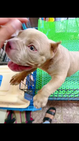 Exotic bully & American bully in shop 😍 telegram 093909570