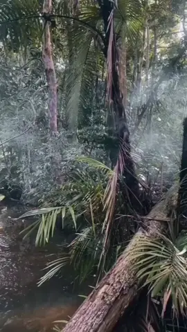 suara alam asli hutan pedalaman Kalimantan, #fyp #trending #viral #zyxcba 
