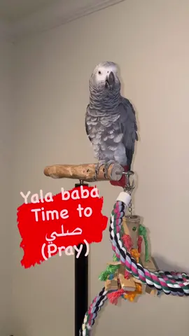 When baba says its time to pray 🤲  #parrot #africangrey #talkingparrot #ببغاء #طيور #كاسكو #عرب #pet #happypet #Love #baba #beautifulpets #videooftheday #smartparrot #fyp #petlover #congoafricangrey #quranic #subhanallah #allahﷻ #allahakbar #سبحان_الله #الله_اكبر  #ماشاء_الله #لبنان #pray #leelatheparrot #tampa #florida #michigan