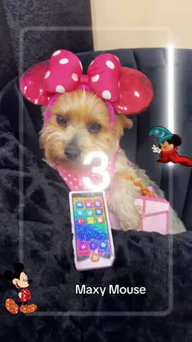 #dog#animal#of#tiktok#fypシ 