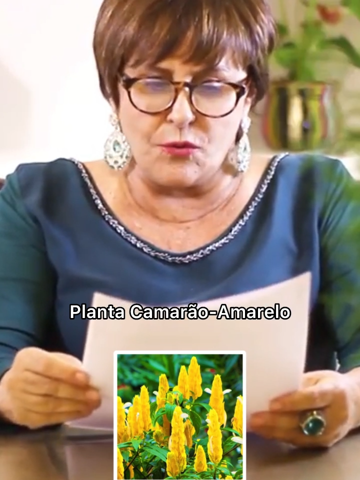 Mantenha uma plantinha Camarão-Amarelo por perto para atrair prosperidade. 💛 #tiktok #marciasensitiva #sensemarcia #conselhos