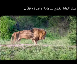 هانت🥹👩🏻‍🎓🎓#جامعة_المجمعة #رياض_اطفال 