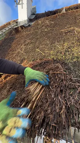 First job of 2024! #alright #thethatchingguy #thatch #transition #first #fyp #foryou