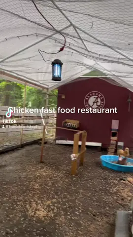 Over 300k views!!! 😮 This video is proof of how the most random stuff goes viral! 😆 #likeandfollow #bugzapper #LifeHack #chickens #backyardchickens #chickenkeeping #homesteading 