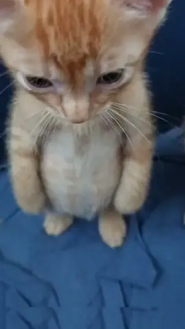 #cat #foryou #funnycat 