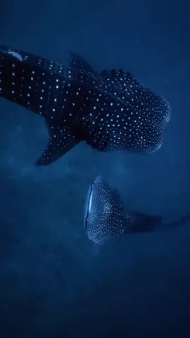 fav takes from:  @s.hilbourne @brookepykephotography @maalu_I @wandering.westerner  @adamernsterwildlife @nuttynulty Aquatic images  #tubaraobaleia #whaleshark #whalesharks #whales #tubarao #vidamarinha #marinelife #biologiamarinha #marinebiology #shark #sharks #sealife #sea #ocean #oceano #fyp #fy #fypシ゚viral #foryou 