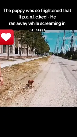 The puppy was so frightened that it p.a.n.i.c.ked - He ran away while screaming in t.e.r.r.o.r #foryou #animal #dog #puppy #abandoned #neiperteee #cane #cucciolo 