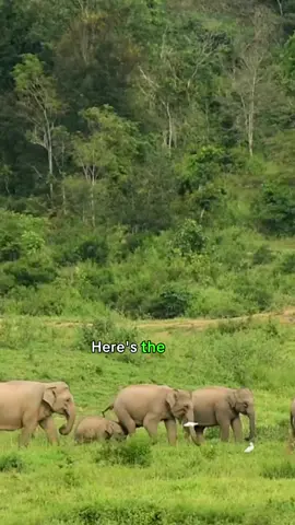 💕 An elephant’s love language? This mammal shows its affection through touch—especially with its trunk—as well as through gesture and sound.  🐘 Learn more at the Museum’s new exhibition The Secret World of Elephants. Discover new science about both ancient and modern elephants, see full-scale models of proboscideans, and more. #MuseumTok #STEM #elephants #LearnOnTikTok #nature 