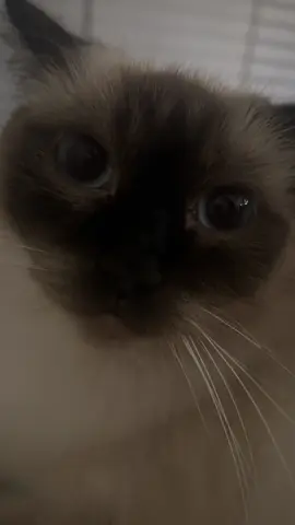 meow #fyp #cat #meow 