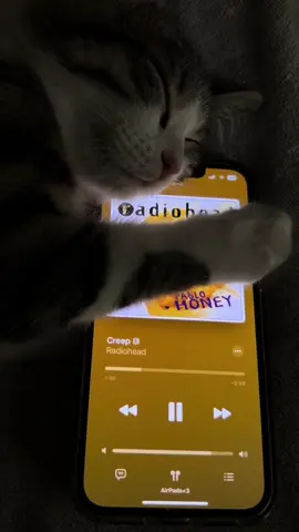#creep #radiohead #cat #music #viral #foryou #foryoupage #foryoupageofficiall #tiktoksafety #tiktoksafe 