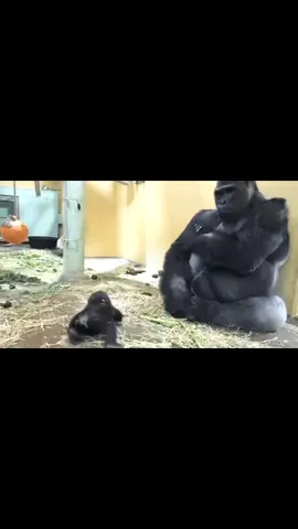play play it fryday #gorilla #dad #son #playing #animals #ape #animalsoftiktok #gorillas #foryou #fy #zoo 