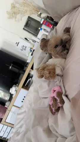 100% Obsessed with me & obsessed with him 😘 #duckytheyorkie #yorkiesoftiktok #yorkiemom #dogsoftiktok #dogmom #dogmomlife 