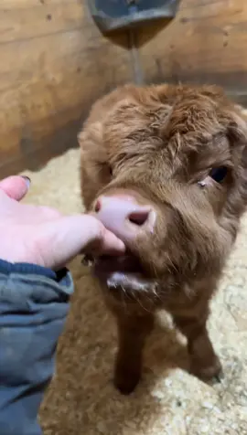 Nothibg better than some slober 🥰 #fyp #minimooos #milk #cute #highland #minicow #calf 