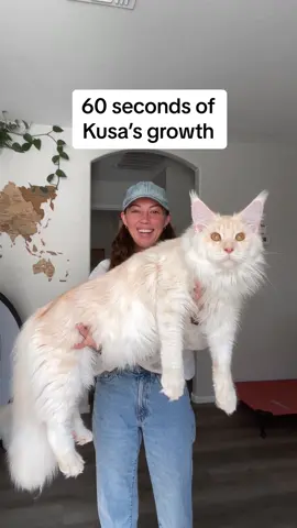 He wont stop growing until he’s 4-5yrs old too 😳 #bigcat #mainecoon #giantcat #maincooncat 