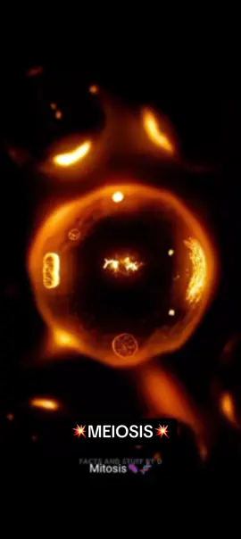 Meiosis is a specialized form of cell division that reduces the chromosome number by half, resulting in the production of four genetically diverse daughter cells, each with half the number of chromosomes of the original cell. This process is essential for sexual reproduction and occurs in two successive stages: Meiosis I and Meiosis II. Here are the steps with brief explanations: ### **Meiosis I:** 1️⃣ Interphase:    - Similar to mitosis, the cell prepares for division by increasing its size and replicating its DNA. 2️⃣ Prophase I:    - **Chromatin condensation: DNA condenses into visible chromosomes.    - **Synapsis: Homologous chromosomes pair up, forming tetrads.    - **Crossing over: Segments of DNA are exchanged between homologous chromosomes, increasing genetic diversity. 3️⃣ Metaphase I:    - **Tetrads alignment:** The pairs of homologous chromosomes (tetrads) line up at the cell's equator.    - **Spindle attachment:** Spindle fibers attach to the centromere of each homologous chromosome. 4️⃣ Anaphase I:    - Homolog separation:  *Spindle fibers pull the homologous chromosomes apart to opposite poles of the cell. 5️⃣ Telophase I and Cytokinesis:    - **Nuclear envelopes may reform** around the separated chromosomes, and the cell divides into two haploid cells. ### Meiosis II   (similar to mitosis but with half the number of chromosomes):** 1️⃣ Prophase II:    - Chromosomes, each consisting of two sister chromatids, recondense and become visible. 2️⃣ Metaphase II:    - Chromosomes line up at the equator of each cell.    - Spindle fibers attach to the centromeres of sister chromatids. 3️⃣ Anaphase II:    - Sister chromatids separate and move to opposite poles of the cell. 4️⃣ Telophase II and Cytokinesis:    - Nuclear envelopes form around each set of chromosomes.    - The cells divide, resulting in four genetically diverse haploid cells. Meiosis introduces genetic diversity through crossing over and independent assortment during Metaphase I. These processes ensure that each gamete is genetically unique, contributing to the genetic variation seen in offspring. It's a critical process in sexual reproduction, leading to the continuation of species with varied genetic backgrounds.  #biology #meiosis #Science #fyp 