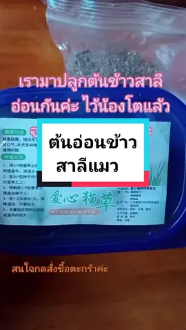 #ข้าวสาลีแมว #ต้นข้าวสาลีอ่อน #หญ้าแมว #ข้าวสาลีอ่อน #แมว #ทาสแมว #เทรนด์วันนี้ #PraifahShop #นายหน้าติ๊กต็อก #ปีใหม่2024 #HNY2024 #เทรนด์วันนี้tiktok #snowskycat @Snow Sky Cat @Snow Sky Cat @Snow Sky Cat 