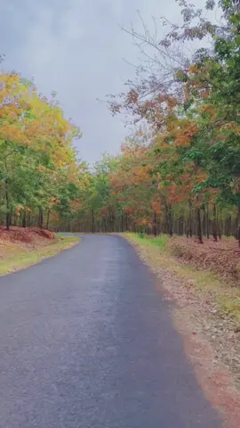 Mùa cao su rụng lá cũng đẹp lắm chứ . #fypシ゚viral  #mùalávàng #caosubinhphuoc #binhphuoc #chill 