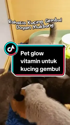 bikin kucingmu gembul pake ini aja  sudah terpercaya #kucing #kucinggemoy #vitaminkucing #fyp 