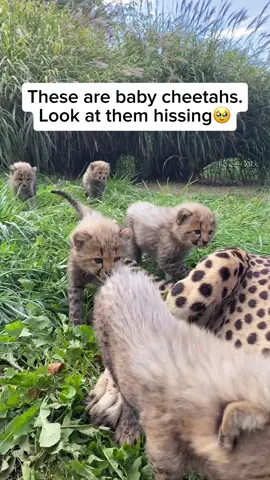 Baby cheetahs, known as cubs, exhibit a fascinating behavior when it comes to defense. Despite their adorable appearance, these young cheetahs can display a remarkable defensive instinct. When feeling threatened or uncertain, they often mimic the behavior of more ferocious animals, such as growling or hissing. This defensive posturing is an early development of their survival instincts, preparing them for encounters in the wild. It's a captivating aspect of their growth as they navigate their environment and learn to assert themselves in the face of potential threats.  Video by @smithsonianzoo on IG Feel free to explore the gallery of this page, where you can express your support, admiration, and indulge in more amazing wildlife photography. #widllife #wildanimals #nature #naturelover #animals #cuteanimals #animallover #cheetah #cutecheetah #babycheetah #cutebabycheetah #cheetahcub #cutecheetahcubs #cheetahhiss 