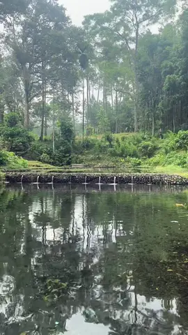 Rekomendasi wisata alam yang ada seger segernya hehe lokasi di bumimadukara , bumiharjo - glenmore #banyuwangitiktok #banyuwangitourism #banyuwangihits #madukara #bumimadukara 