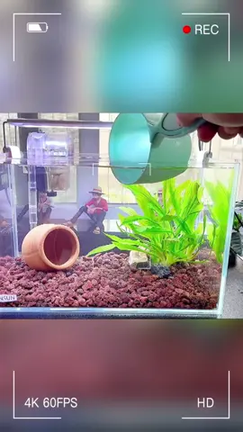 Clean water is essential for fish to live, same as aquascape#aquarium #aquascape #landscape #fishtank #fish #pet #PetsOfTikTok #aqua #fyp