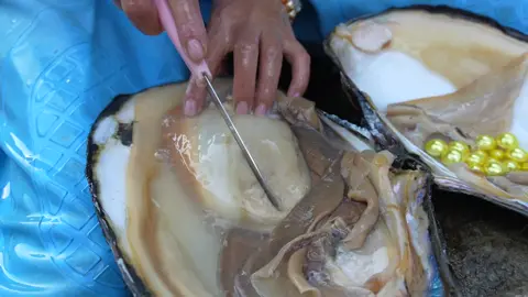 Golden moment The girl performs miracles in the river and retrieves golden pearls #pearl   #pearlhunter   #purplepearl   #treasure   #openclam  #goldenpearl