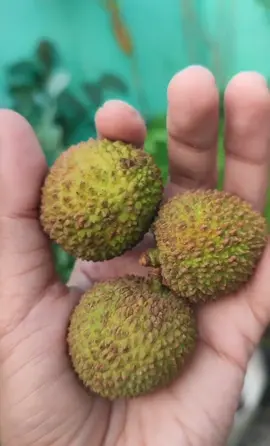 Ternyata pohon leci mudah berbuah #pohonleci #leci 