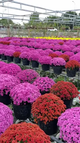 Xuôi về miền Tây, đến với Làng hoa Sa Đéc rực rỡ sắc xuân ngay nàoooo 🥳🥳 #sadec #langhoasadec #tourlanghoasadec #tourdongthap #traveltiktok  #bazantravel #tetnguyendan2024🧧🎆🧨 