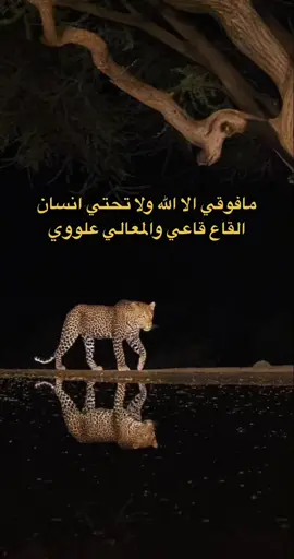 🐆#اكسبلور #الهشتاقات_للشيوخ #الشعر #🐆 #نرجسيه 