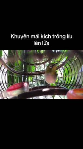 Clip ko nhạc các bác yêu cầu đây ạ#vanhkhuyenliu #khuyenmai 