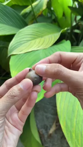 Penampakan bawang hitam gamaza black garlic difermentasi dengan suhu tertentu awali pagimu dengan sehat dan semangat dengan mengkonsumsi black garlic #bawanghitam #blackgarlic #grosirbawanghitam 