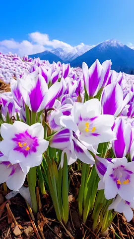 🎶life is beautiful #scenery #TikTok #fyg #nice flowers 